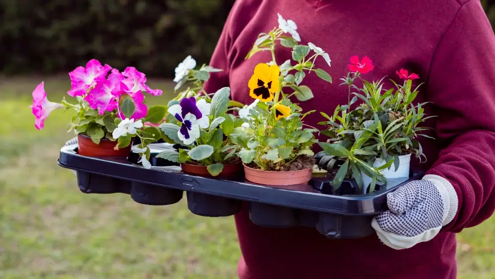 container-gardening-in-florida-1