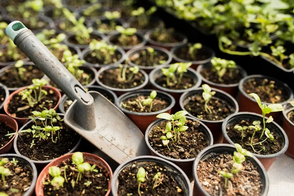 container-gardening-in-florida-4