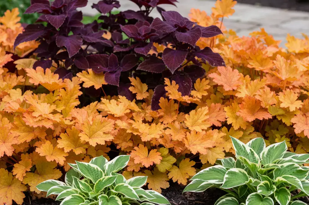 How to Grow Heuchera Marmalade Plant in Your Garden 4