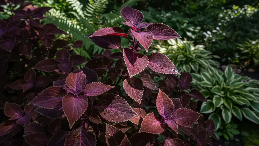 How to Grow a Dark Purple Coleus Plant 2