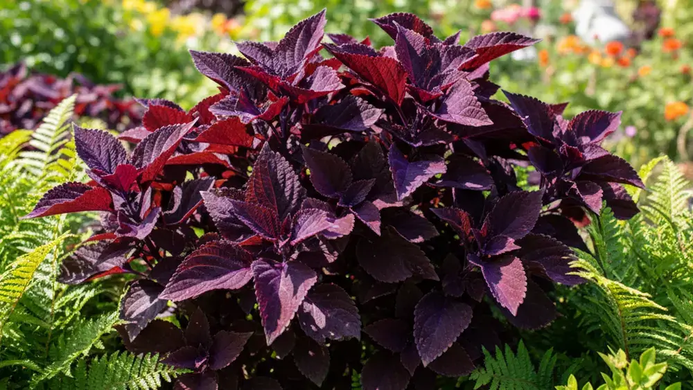 How to Grow a Dark Purple Coleus Plant