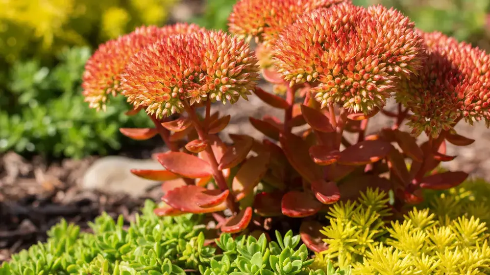 Sedum Garden Ideas for Beginners